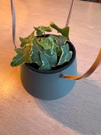 Hangpot inclusief plant, Huis en Inrichting, Ophalen, Overige soorten, Minder dan 100 cm