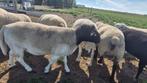 Dorper dekram, Mannelijk, Schaap, 0 tot 2 jaar