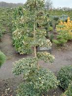 osmanthus burkwoodii tuinbonsai, Lente, Overige soorten, Ophalen