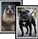 American bully pocket pups, 8 tot 15 weken, Bulldog, Meerdere, Meerdere dieren