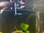 Guppy’s, Dieren en Toebehoren, Vis