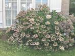 Mooie grote Hortensia ruim 1m50 hoog, Tuin en Terras, Planten | Tuinplanten, Vaste plant, Halfschaduw, Zomer, Ophalen