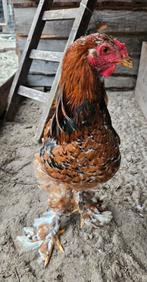 Gezellige toom Brahma hennen gezocht voor onze Sjaakie, Dieren en Toebehoren, Pluimvee, Mannelijk, Kip