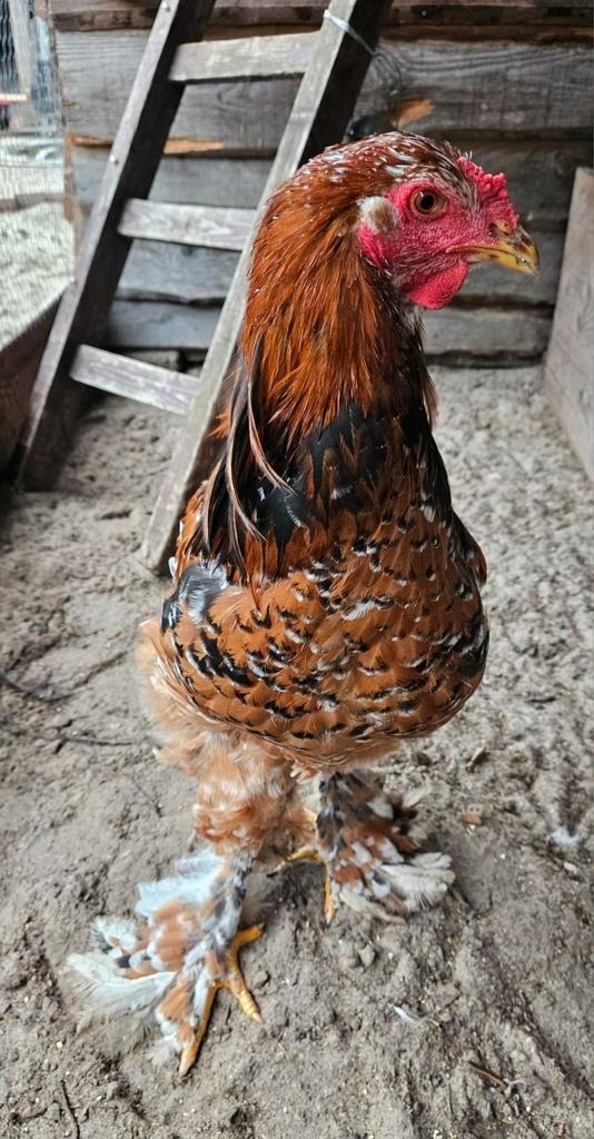 Gezellige toom Brahma hennen gezocht voor onze Sjaakie, Dieren en Toebehoren, Pluimvee, Kip, Mannelijk