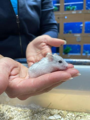 Te koop jonge Chinese dwerghamsters beschikbaar voor biedingen