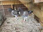 Kruising  Cousois  Pommerense kropper koppel €10,00, Dieren en Toebehoren, Vogels | Duiven, Meerdere dieren, Kropper