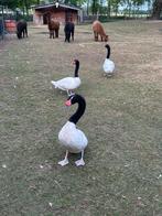 Zwarhals zwaan man, Mannelijk, Gans of Zwaan
