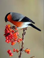 Gezocht; Koppeltje Europese Goudvinken, Dieren en Toebehoren, Vogels | Overige Vogels, Meerdere dieren
