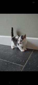 Lieve kitten, kater te koop, Dieren en Toebehoren, Katten en Kittens | Overige Katten, Kater