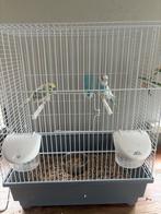 Koppel grasparkiet met toebehoren, Dieren en Toebehoren, Vogels | Overige Vogels, Meerdere dieren