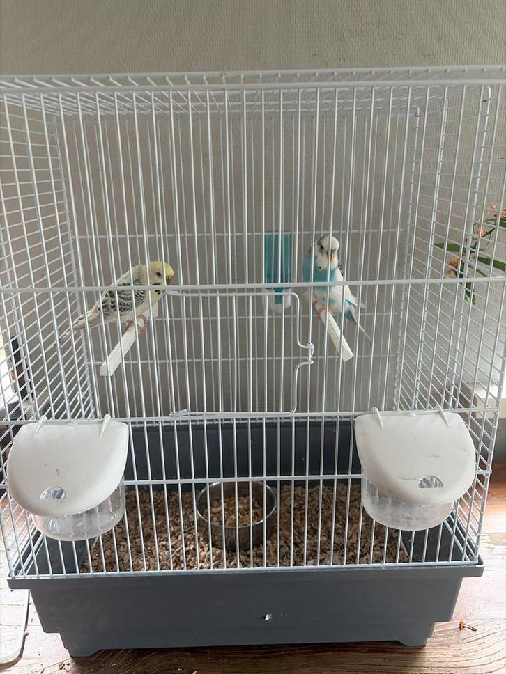 Koppel grasparkiet met toebehoren, Dieren en Toebehoren, Vogels | Overige Vogels, Meerdere dieren