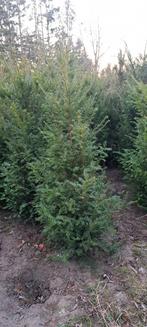 Taxus Baccata, maat: 150-175, Ophalen of Verzenden, Taxus, Haag, 100 tot 250 cm