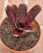 Neoregelia Karissa