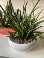 Plant Sanseveria Arrangement, Ophalen, Overige soorten, Halfschaduw, In pot