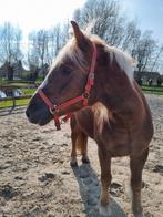 Schwarzwälder Fuchs merrie, Dieren en Toebehoren, Pony's, Gechipt, Onbeleerd, Merrie, 3 tot 6 jaar