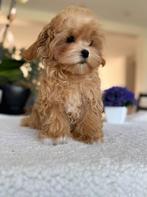 Exclusieve Maltipoo Micro pups (Maltezer/Azian Toy Poedel)), Dieren en Toebehoren, Particulier, Rabiës (hondsdolheid), Overige rassen