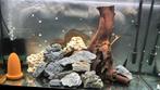 Mangrove hout XXL TE KOOP per stuk 25 euro, Dieren en Toebehoren, Vissen | Aquaria en Toebehoren, Ophalen of Verzenden, Plant(en), Steen of Hout