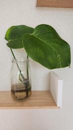 Monstera albo, Ophalen of Verzenden, Overige soorten, Minder dan 100 cm