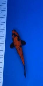 4 Japanse Koi – Hirasawa & Conias – 22–40 cm tosai & nisai, Dieren en Toebehoren, Karper of Koi