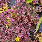 Oxalis Vulcan pink, Ophalen of Verzenden, Zomer, Overige soorten, Volle zon