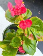 begonia semperflorens Aurea variegata unicorn, Ophalen of Verzenden, Overige soorten, Minder dan 100 cm