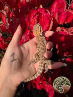 Jonge baardagamen 1.0, Dieren en Toebehoren, Reptielen en Amfibieën, 0 tot 2 jaar