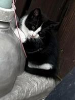 kitten te koop, Dieren en Toebehoren, Katten en Kittens | Raskatten | Korthaar, Poes, Ontwormd