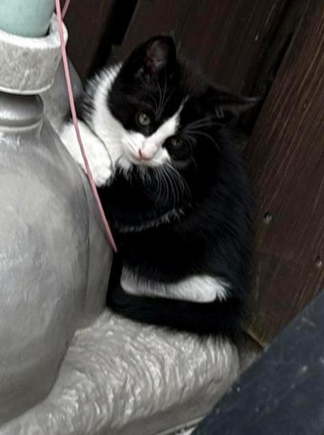 kitten te koop, Dieren en Toebehoren, Katten en Kittens | Raskatten | Korthaar, Poes, Ontwormd