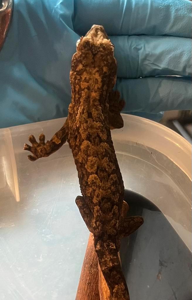 Pi Chahoua, zeer kleurrijke ouders, Dieren en Toebehoren, Reptielen en Amfibieën, Hagedis, 0 tot 2 jaar