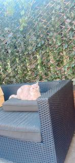 Lieve katten zoeken samen een nieuw thuis, Dieren en Toebehoren, Katten en Kittens | Raskatten | Korthaar, Meerdere dieren, Gechipt