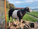 Kruising toggenburger bonte geit, Dieren en Toebehoren, Schapen, Geiten en Varkens, Vrouwelijk, Geit