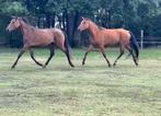 Lieve 3,5 en 2,5 jarige D pony te koop., Dieren en Toebehoren, Merrie, Minder dan 160 cm, Zadelmak, 3 tot 6 jaar