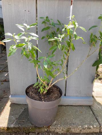 ==GAAF== Struik lila bloemen 60 cm beschikbaar voor biedingen