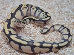 Python regius enchi fire desert ghost vrouw, Dieren en Toebehoren, Reptielen en Amfibieën, Slang, 0 tot 2 jaar