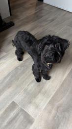 Boomer pup, Dieren en Toebehoren, 15 weken tot 1 jaar, Teef, Eén hond, Klein