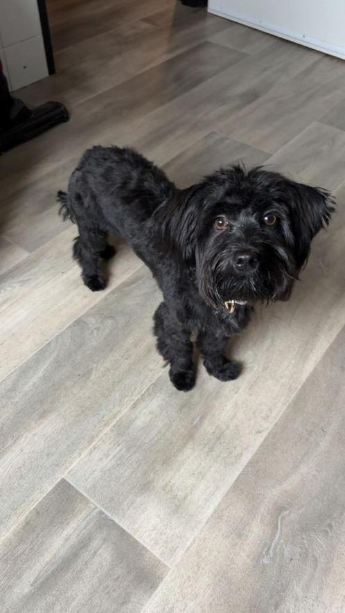 Boomer pup, Dieren en Toebehoren, Honden | Niet-rashonden, Klein, Teef, Particulier, Eén hond, Nederland, 15 weken tot 1 jaar