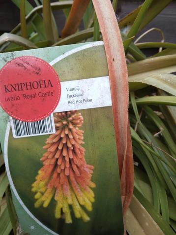 Vuurpijl  vaste plant.  beschikbaar voor biedingen