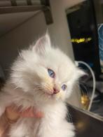 Ragdoll-nestje, Dieren en Toebehoren, Katten en Kittens | Overige Katten, Meerdere dieren