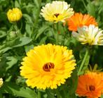 Mix Goudsbloem (200 zaden) Calendula Biologische zaden, Verzenden, Voorjaar, Volle zon, Zaad