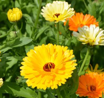 Mix Goudsbloem (200 zaden) Calendula Biologische zaden beschikbaar voor biedingen