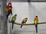 1-1 Prachtrosella, Dieren en Toebehoren, Vogels | Parkieten en Papegaaien, Meerdere dieren, Parkiet