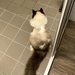 Ragdoll poes, Poes, Gechipt, 3 tot 5 jaar