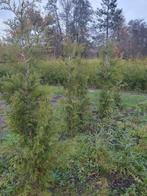 Thuja brabant, Tuin en Terras, Planten | Struiken en Hagen, Ophalen of Verzenden, Conifeer, 100 tot 250 cm
