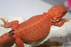 Baardagaam HypoTrans Gen-Stripe Leatherback Bearded Dragons, Dieren en Toebehoren, Reptielen en Amfibieën, Hagedis, Tam, 0 tot 2 jaar