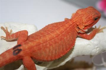 Baardagaam HypoTrans Gen-Stripe Leatherback Bearded Dragons beschikbaar voor biedingen