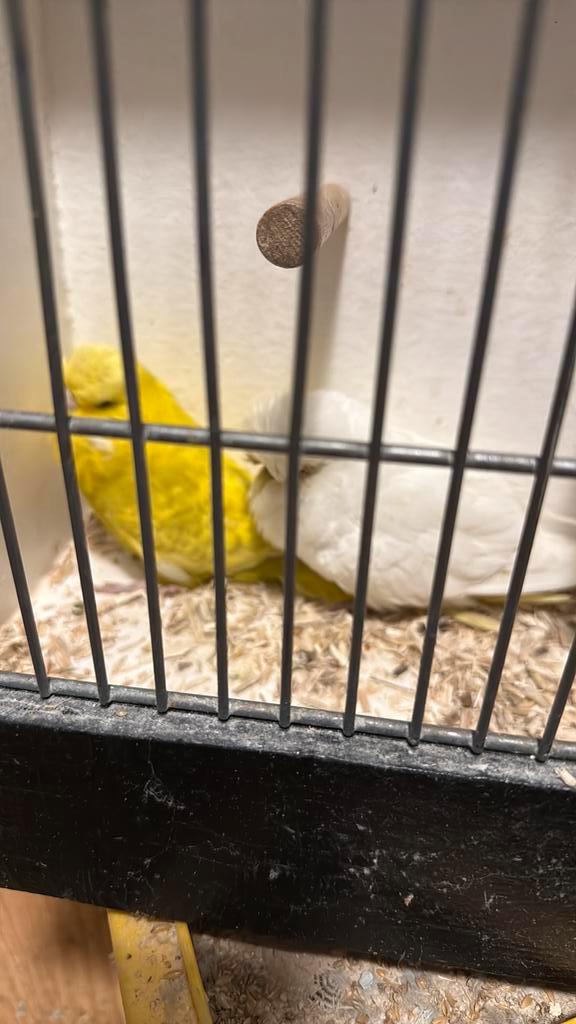 Super mooi kopppel engelse grasparkieten, Dieren en Toebehoren, Vogels | Kanaries, Kleurkanarie, Meerdere dieren
