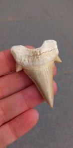 Otodus Obliquus haaientand fossiel uit Marokko, Ophalen of Verzenden, Fossiel