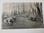 Amsterdam Noord Tolhuistuin met Vee Watersnood 1916, Verzamelen, Ophalen of Verzenden, Voor 1920, Ongelopen, Noord-Holland