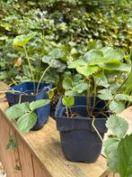 Biologische Aardbeiplant - Veel vruchten!, Ophalen, Volle zon, Vaste plant, Fruitplanten