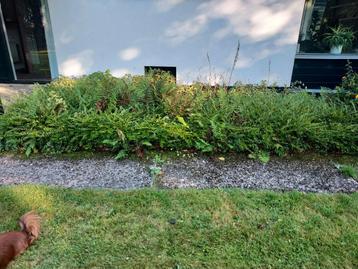 Struik kamperfoelie +/- 2,5m2 (ophalen op 25 okt) beschikbaar voor biedingen